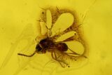 Detailed Fossil Wasp (Chalcidoidea) and Mite (Acari) in Baltic Amber #200246-1